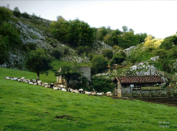 gamoneu del puerto rebaño ovejas